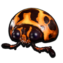 Potato Beetle Head